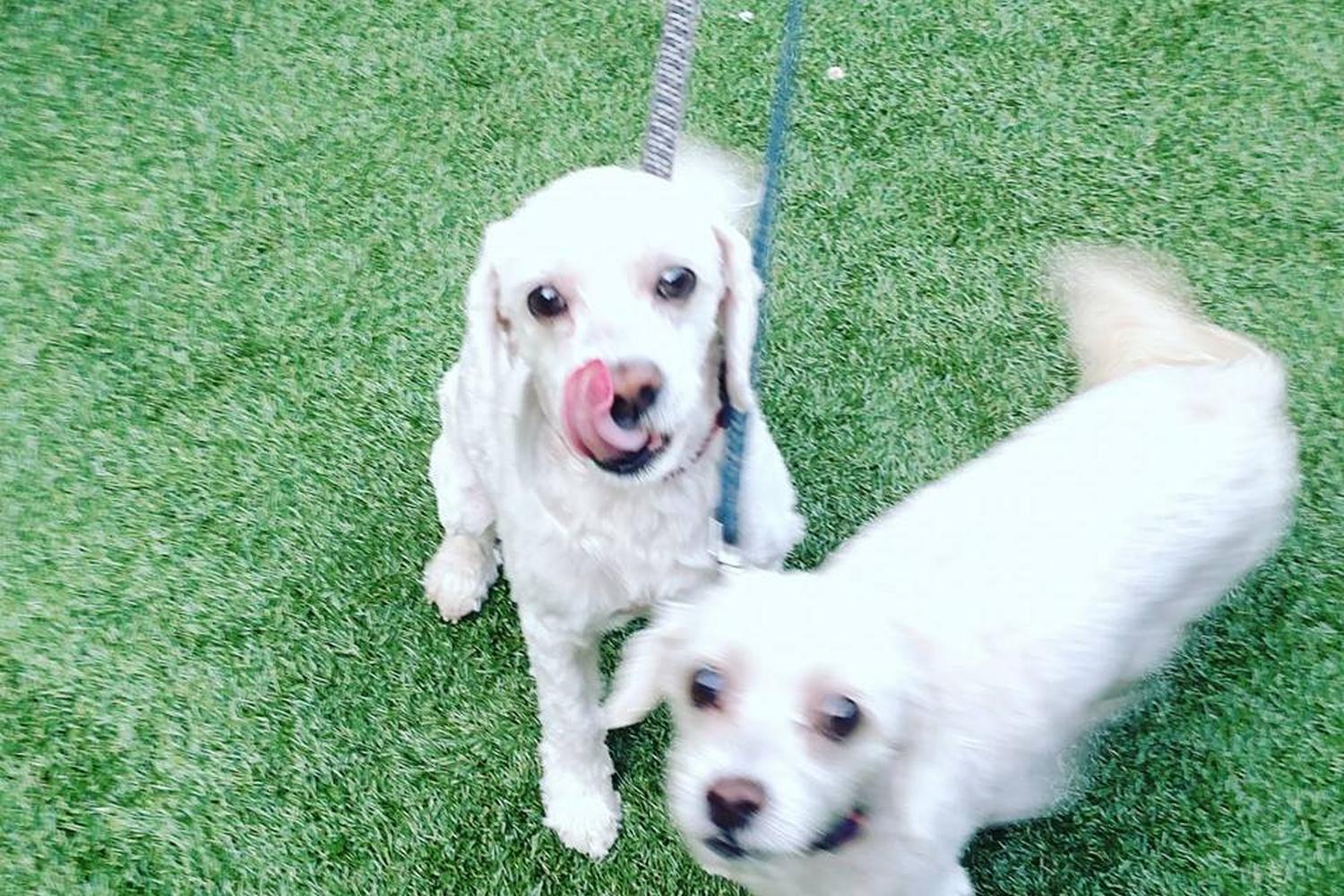 Wiggle Waggles Homemade Organic Pet Barkery Bistro 4