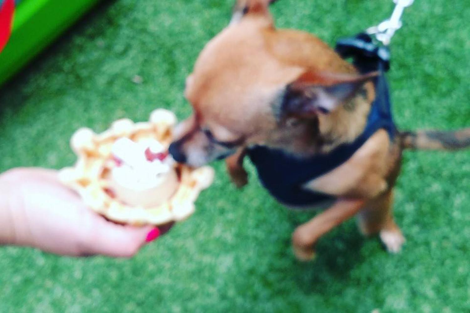 Wiggle Waggles Homemade Organic Pet Barkery Bistro 3