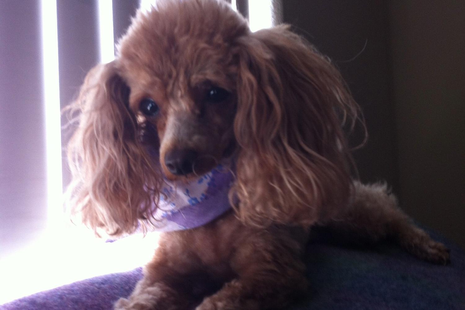 Jennifer Wallens Pet Psychic 3