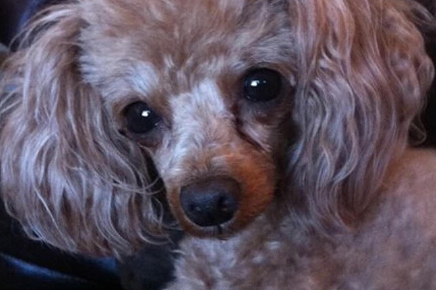 Jennifer Wallens Pet Psychic 2