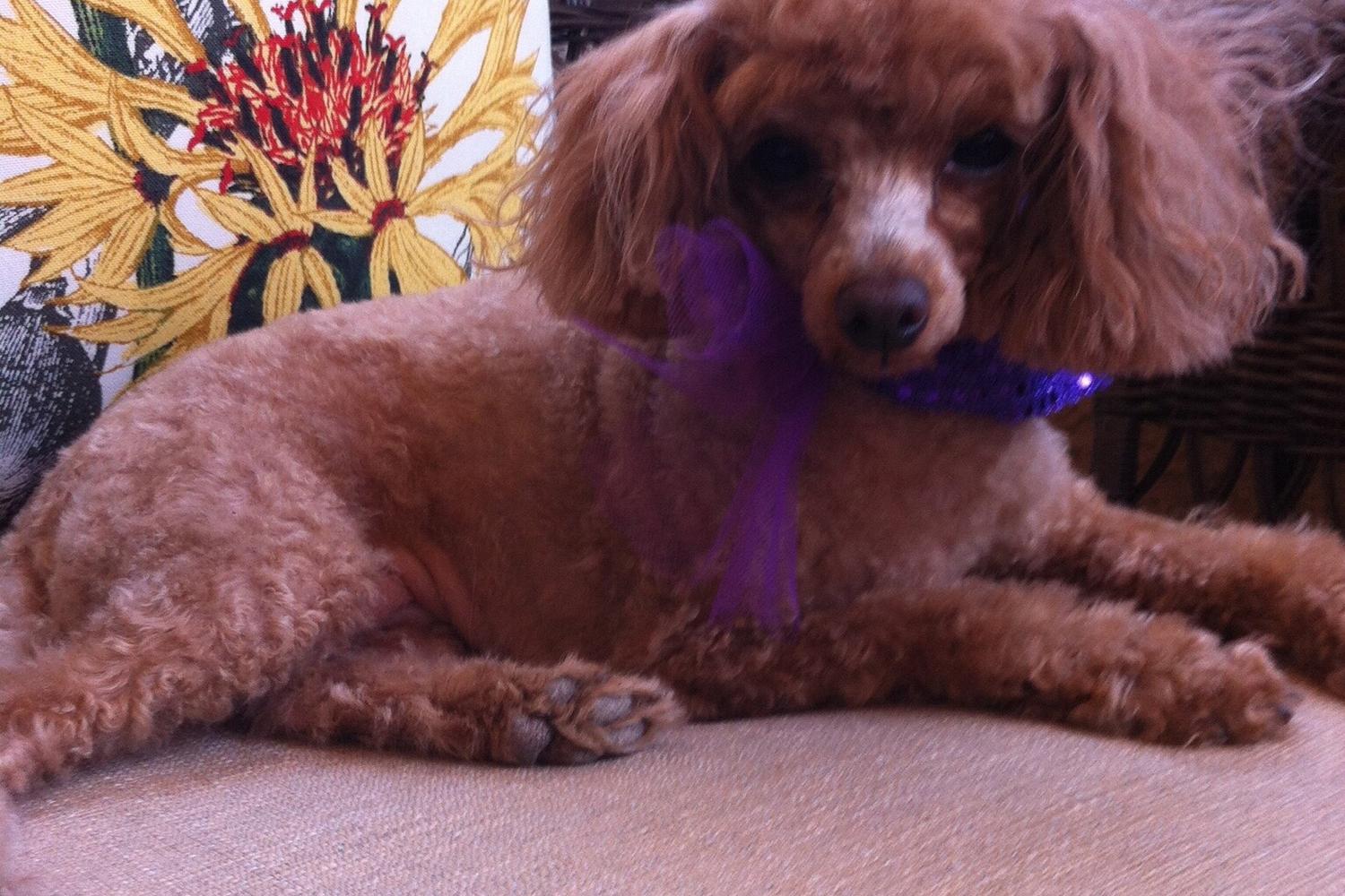Jennifer Wallens Pet Psychic 9
