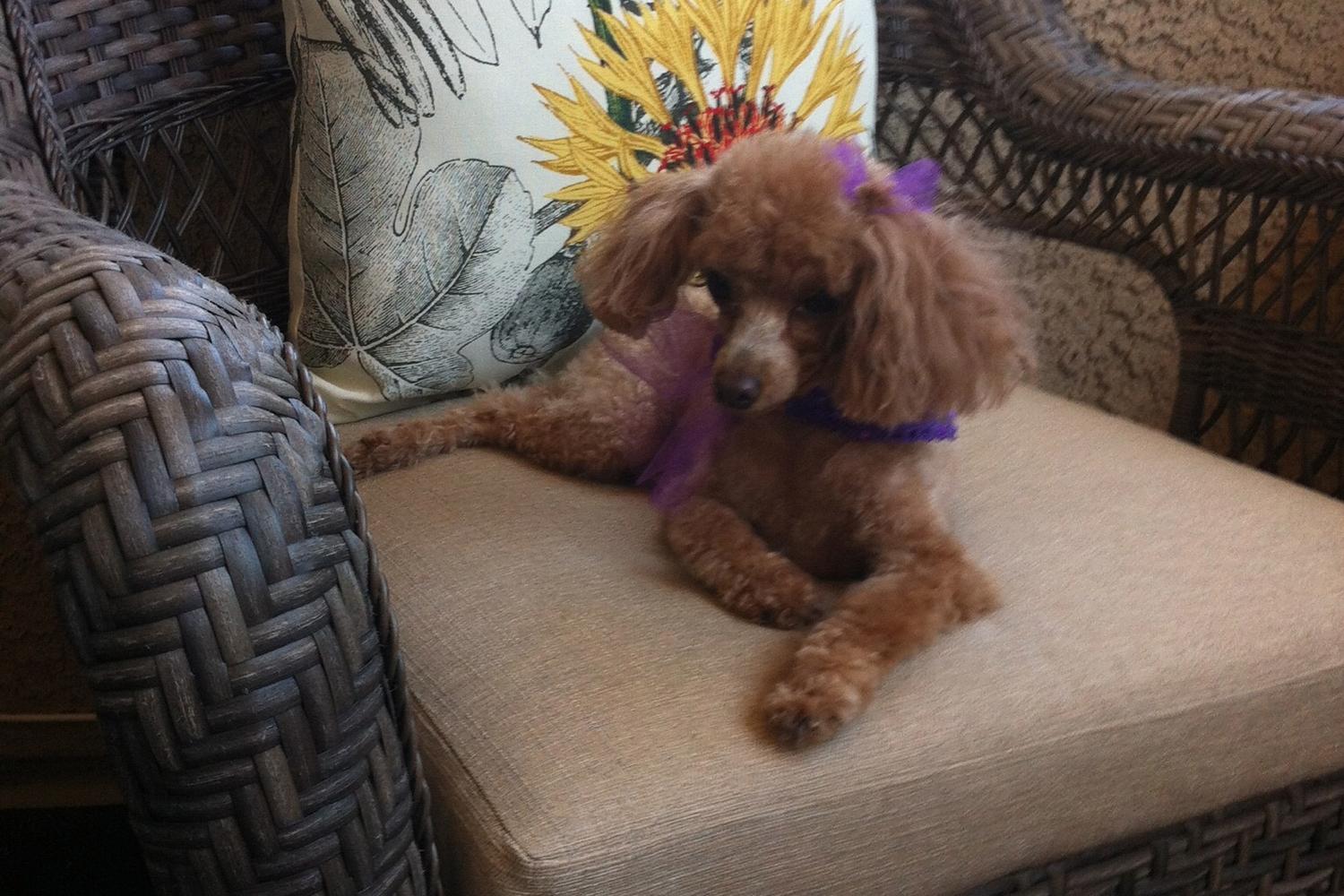 Jennifer Wallens Pet Psychic 7