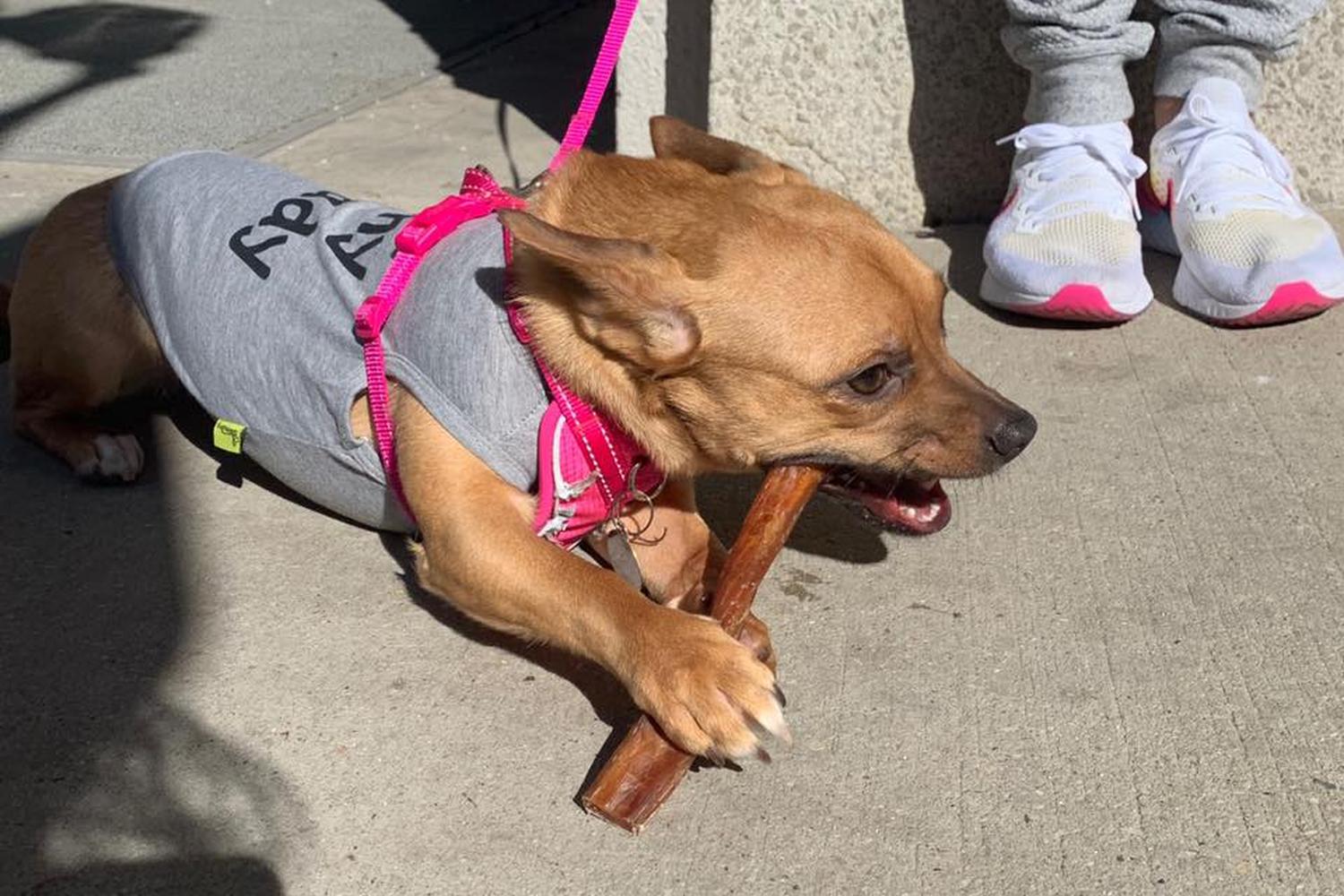 Fido to Go Dog & Cat Treat Food Truck 4