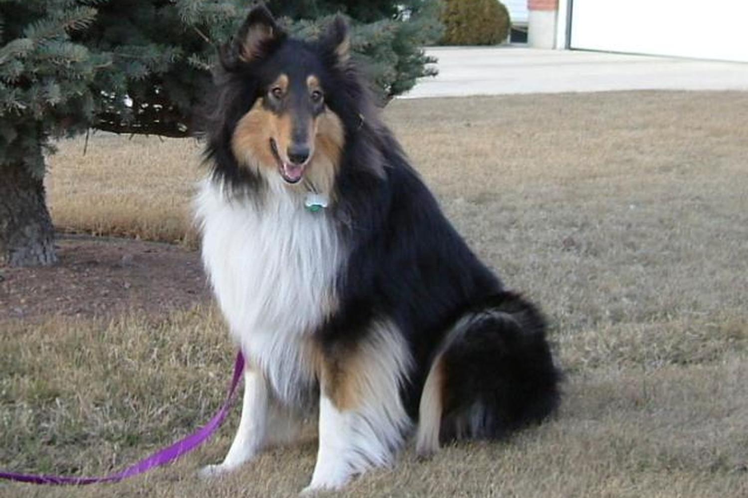 Michigan Dog Guard 0