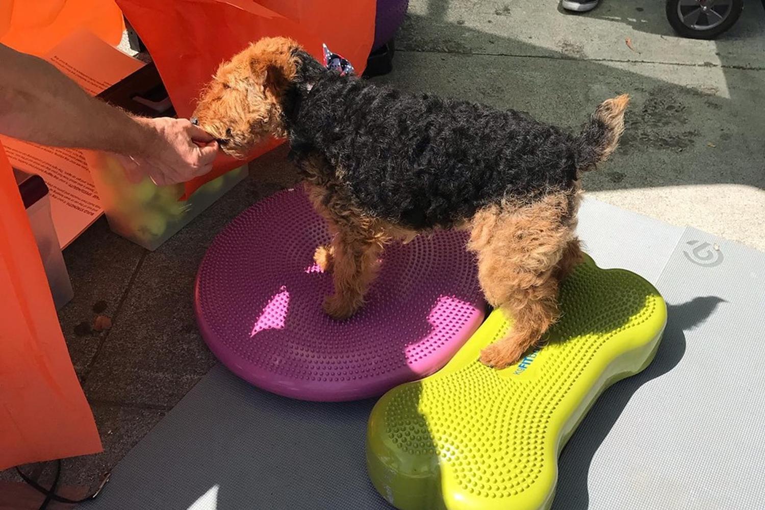 Happy Hounds Massage 5