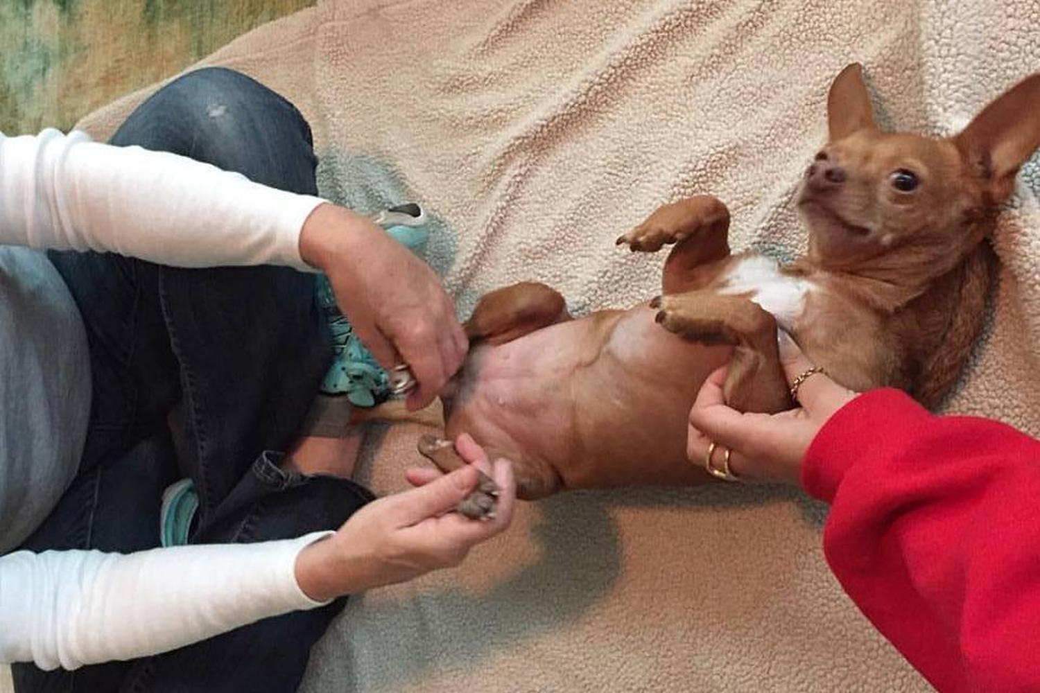 Happy Hounds Massage 0