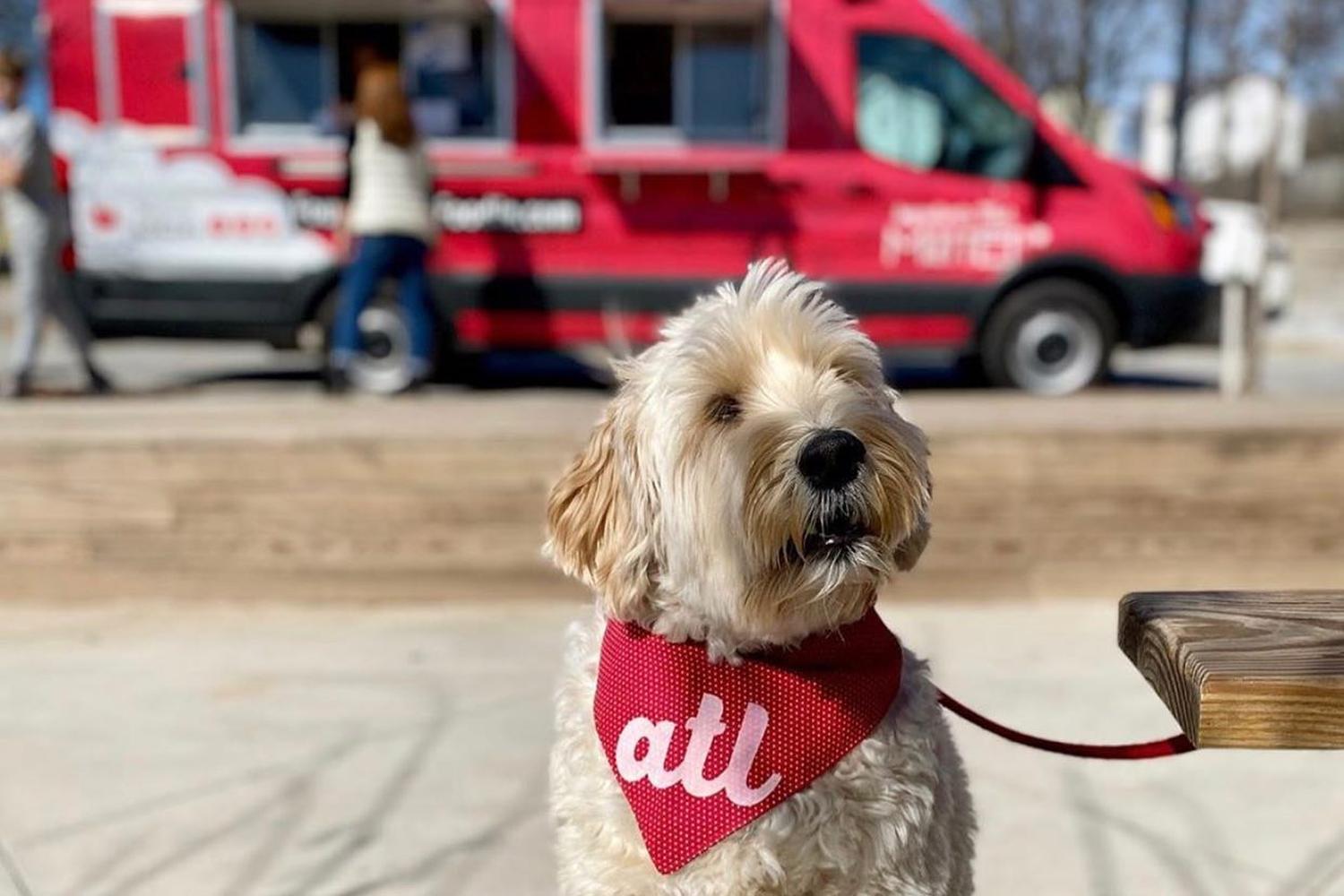 Four-Legged Foodie 6
