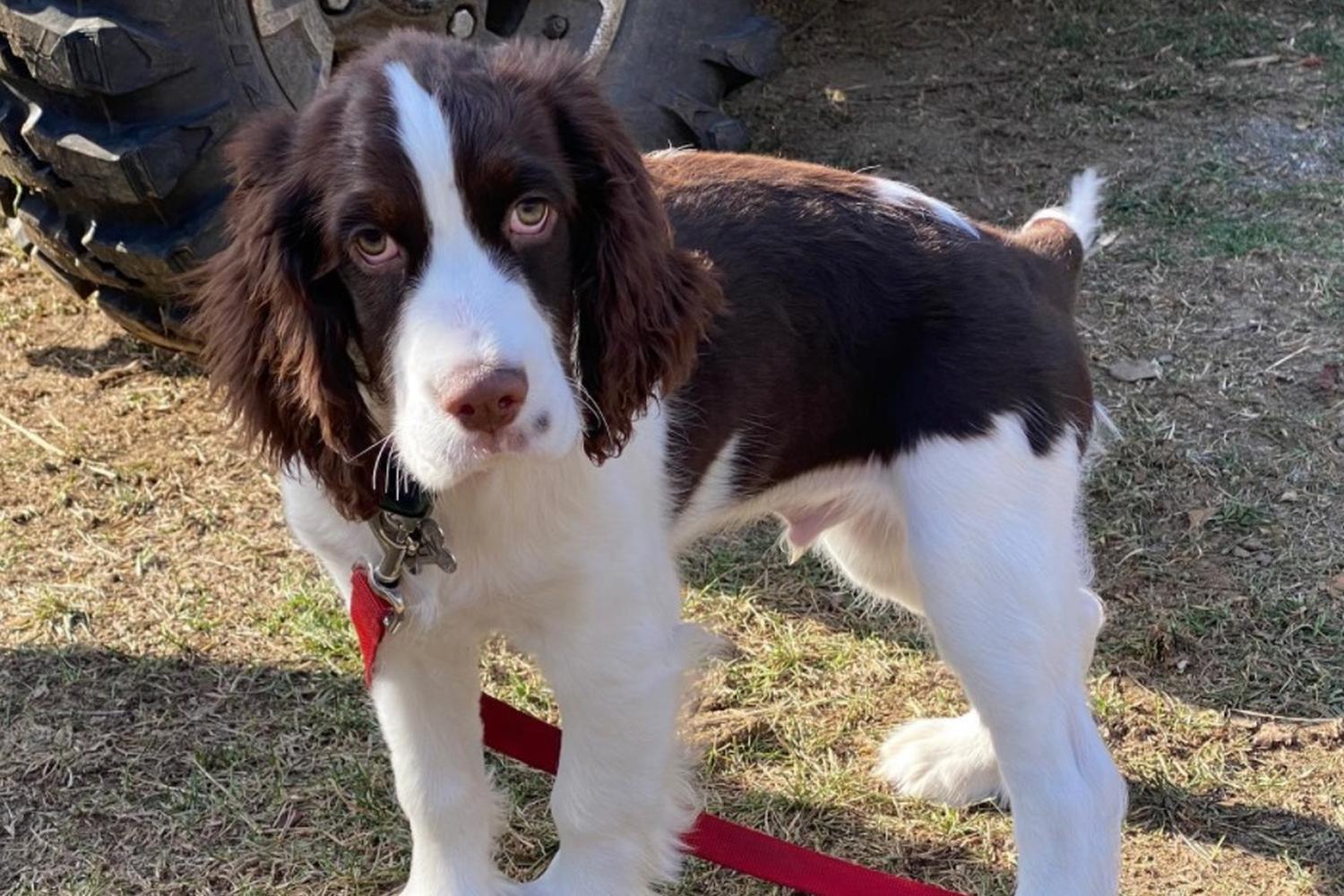 Green Mountain Pet Stop 3