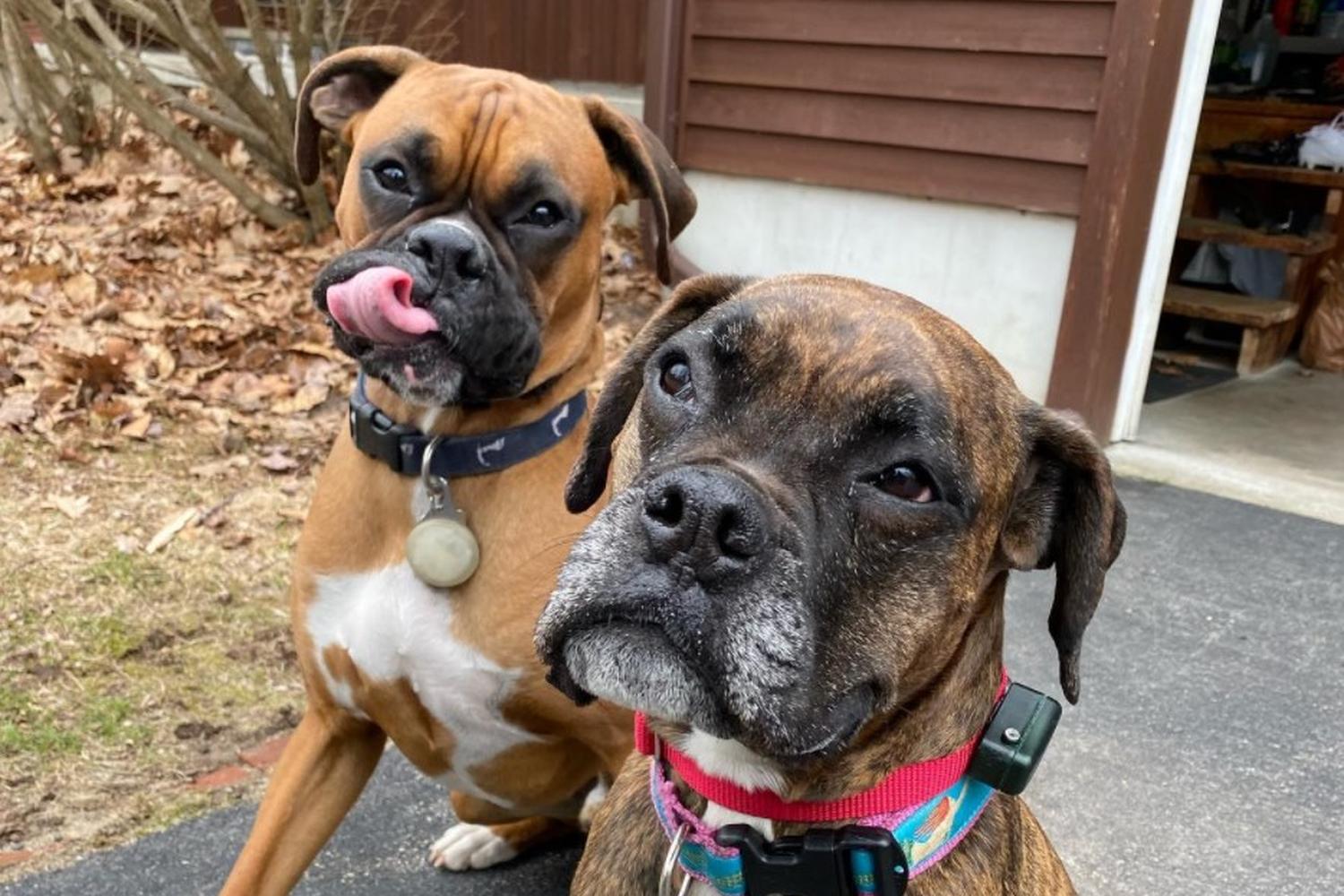 Green Mountain Pet Stop 4