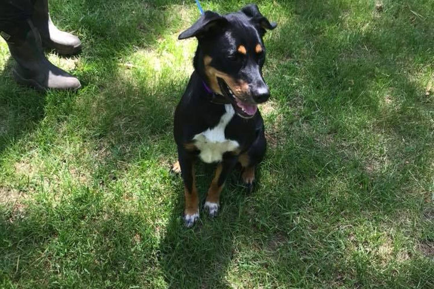 Green Mountain Pet Stop 1