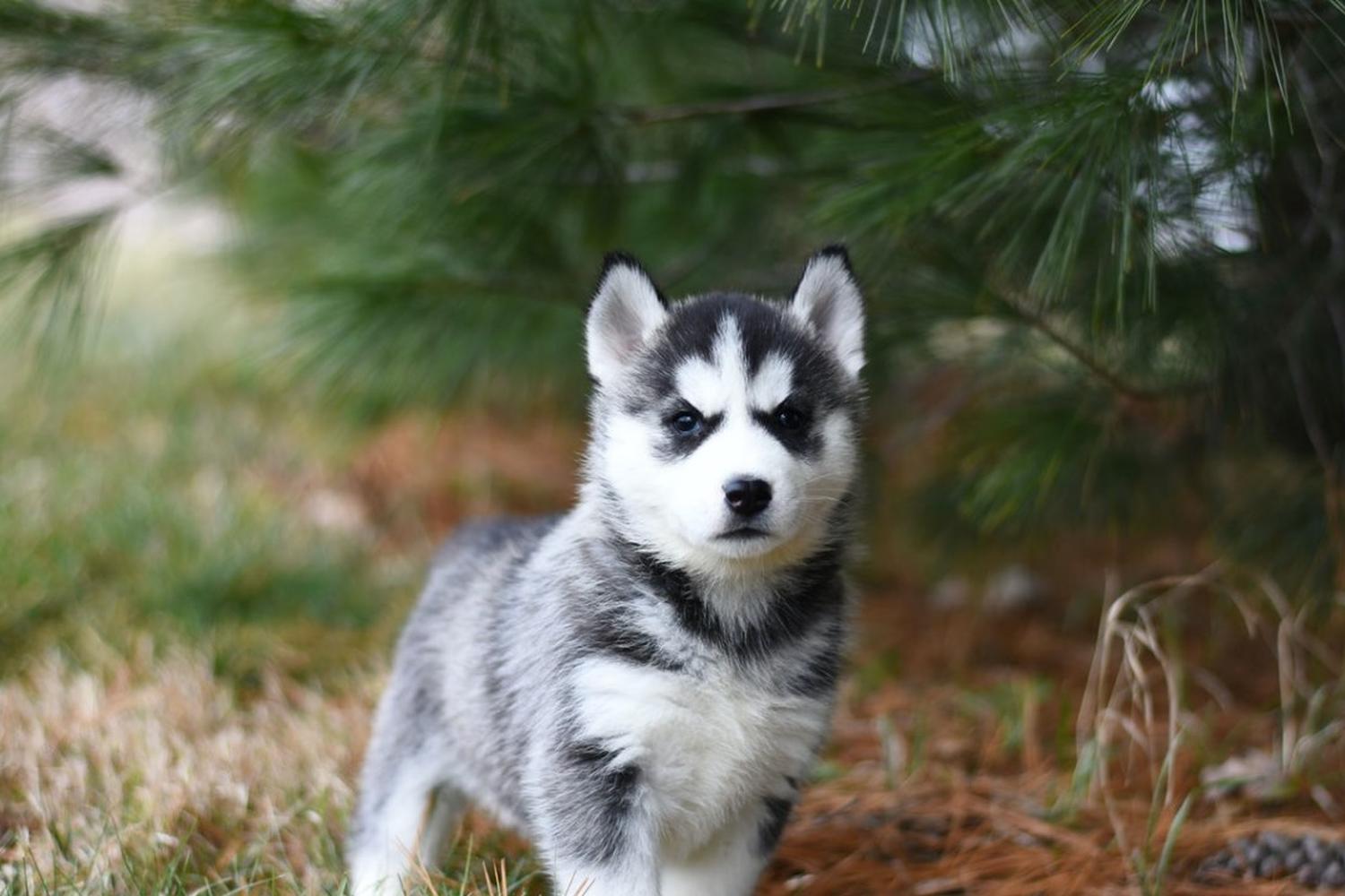 Puppy Pooper Pick Up 1