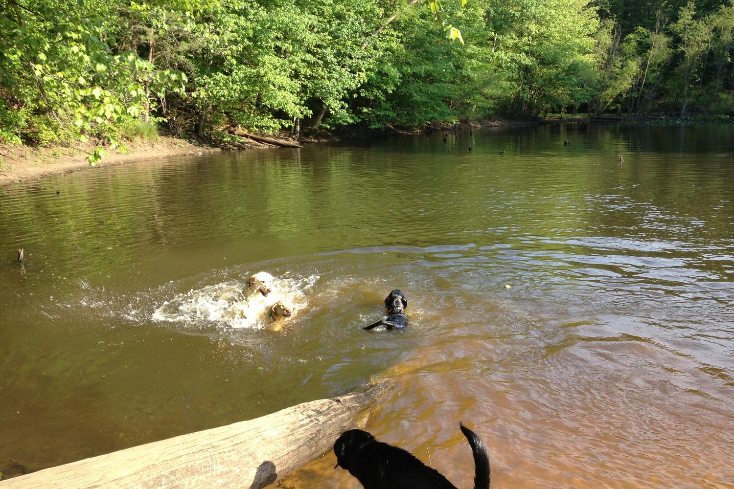 Timber Creek Pooch Park 0