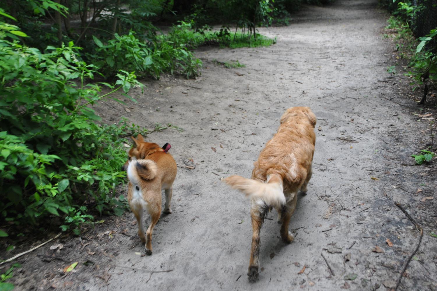 Timber Creek Pooch Park 1