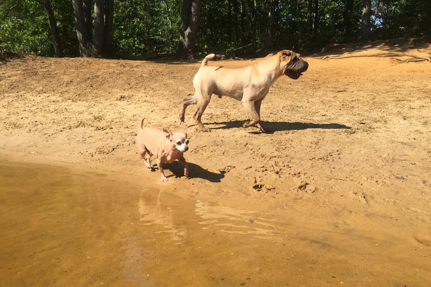 Timber Creek Pooch Park 9