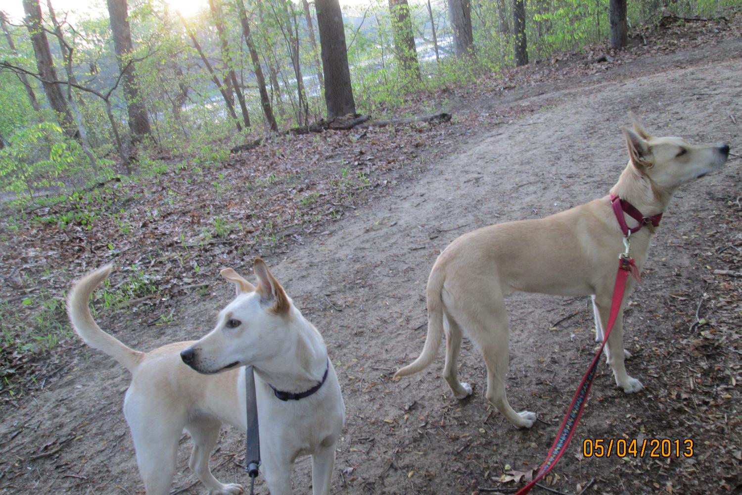 Timber Creek Pooch Park 6