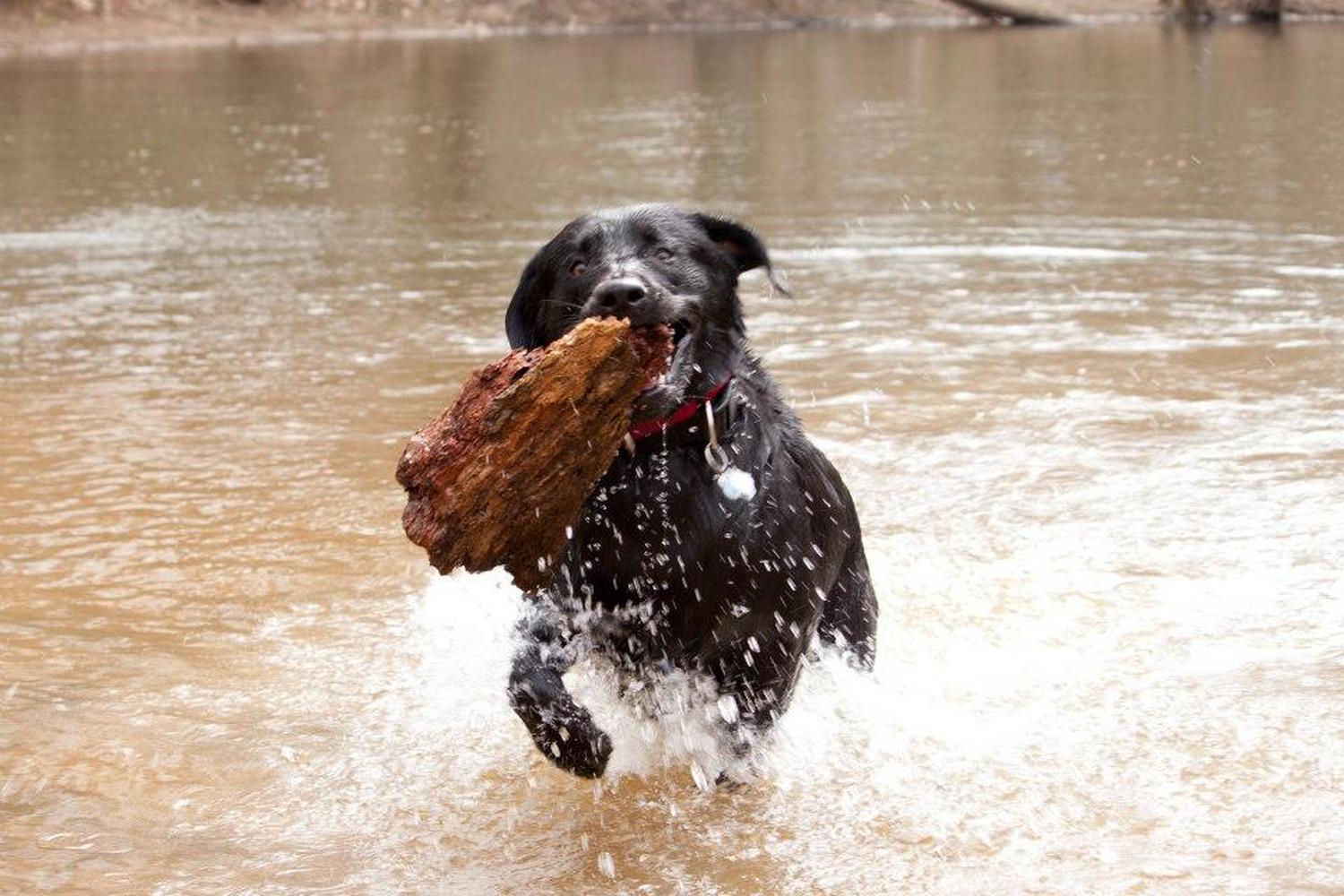 Timber Creek Pooch Park 7