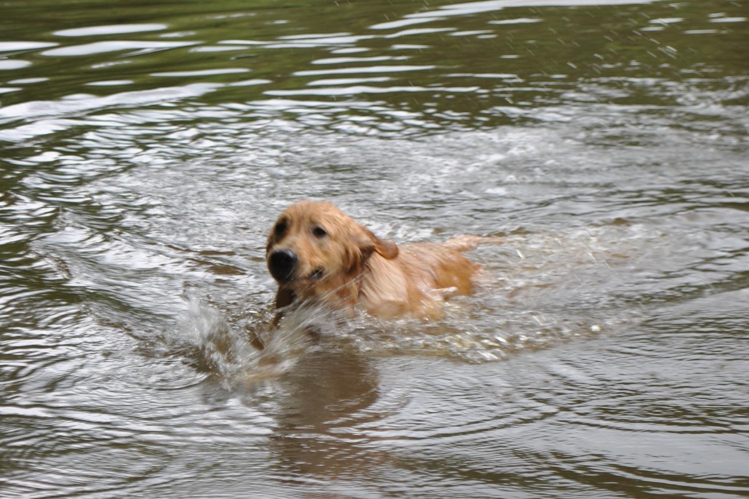 Timber Creek Pooch Park 3