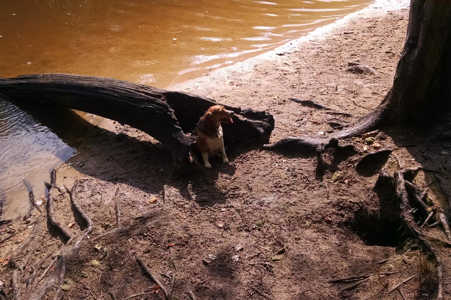 Timber Creek Pooch Park 10