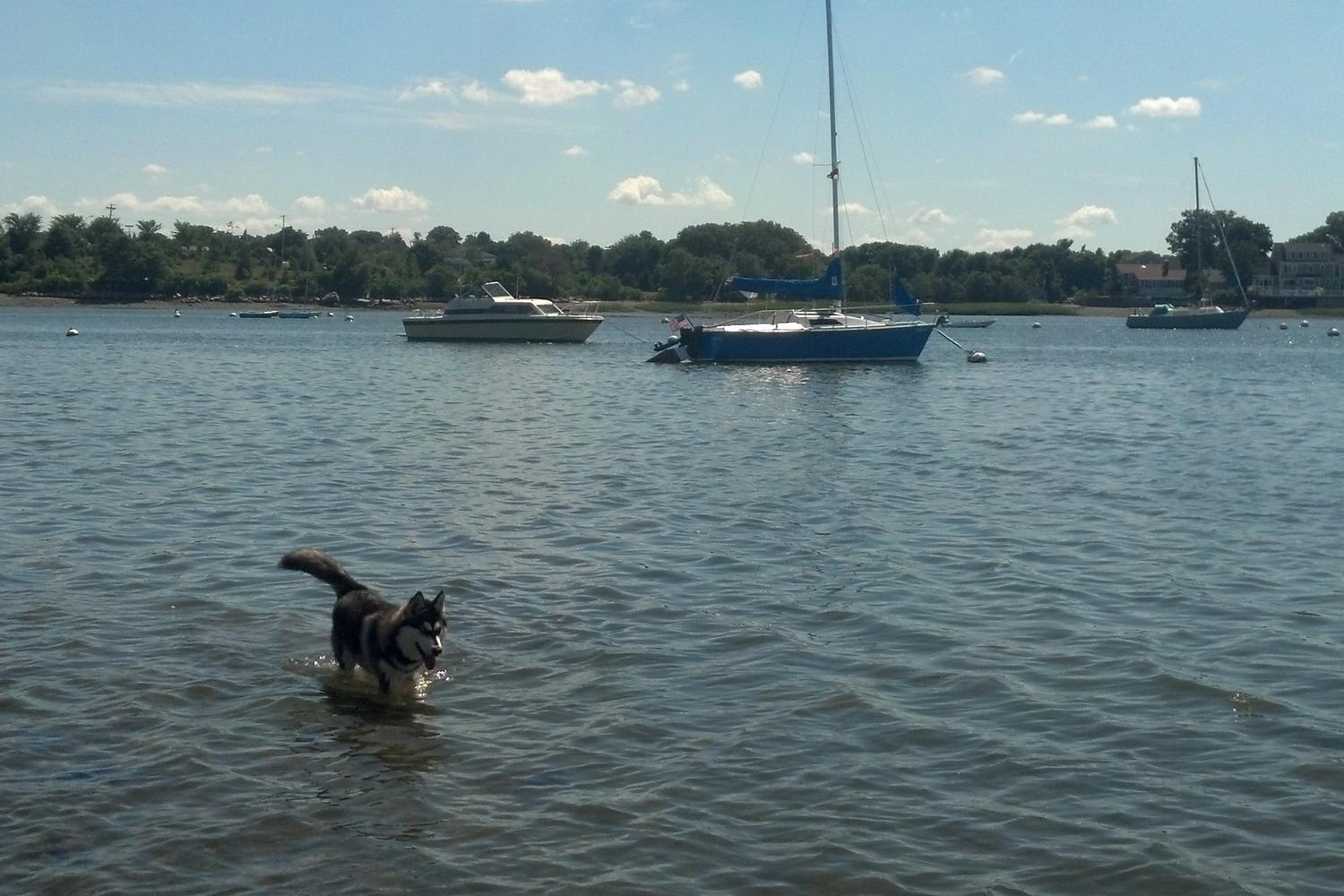 Stodder's Neck Dog Park review in Weymouth, Massachusetts | MyPetMaps