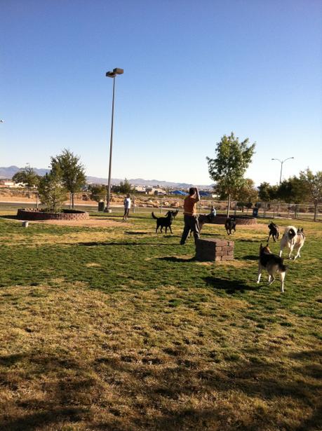 Desert Breeze Dog Park 7