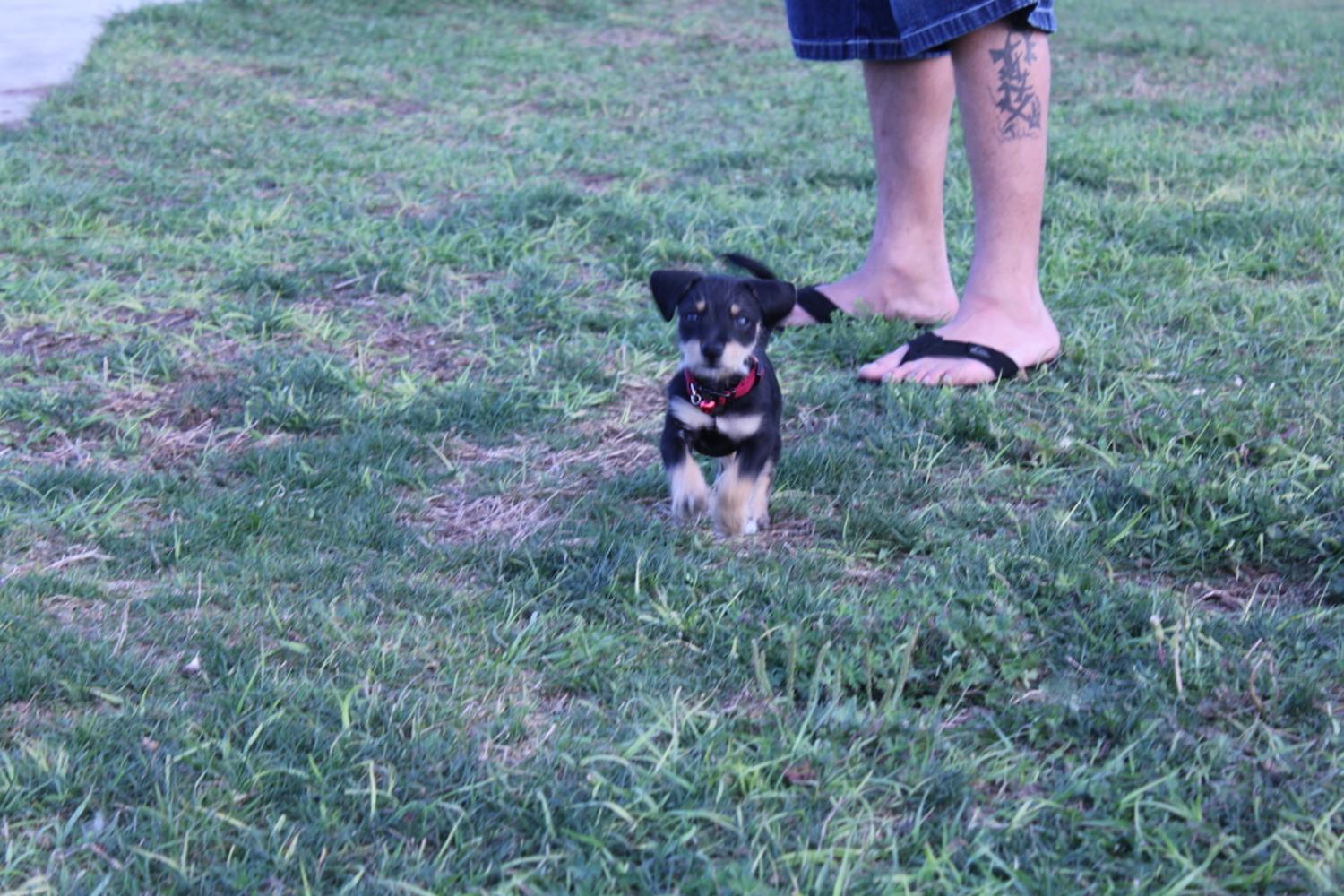 Meadow Woods dog park 4