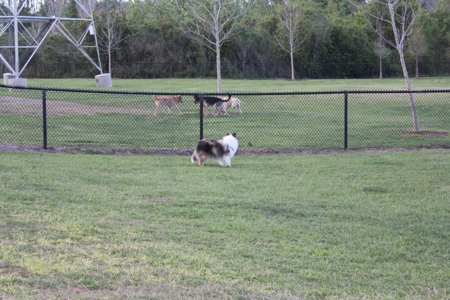 Meadow Woods dog park 8