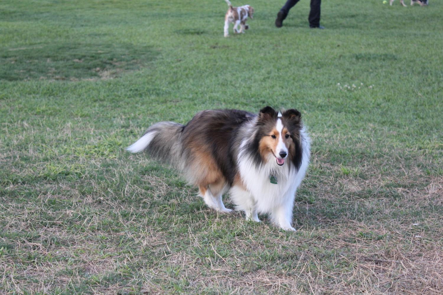 Meadow Woods dog park 7