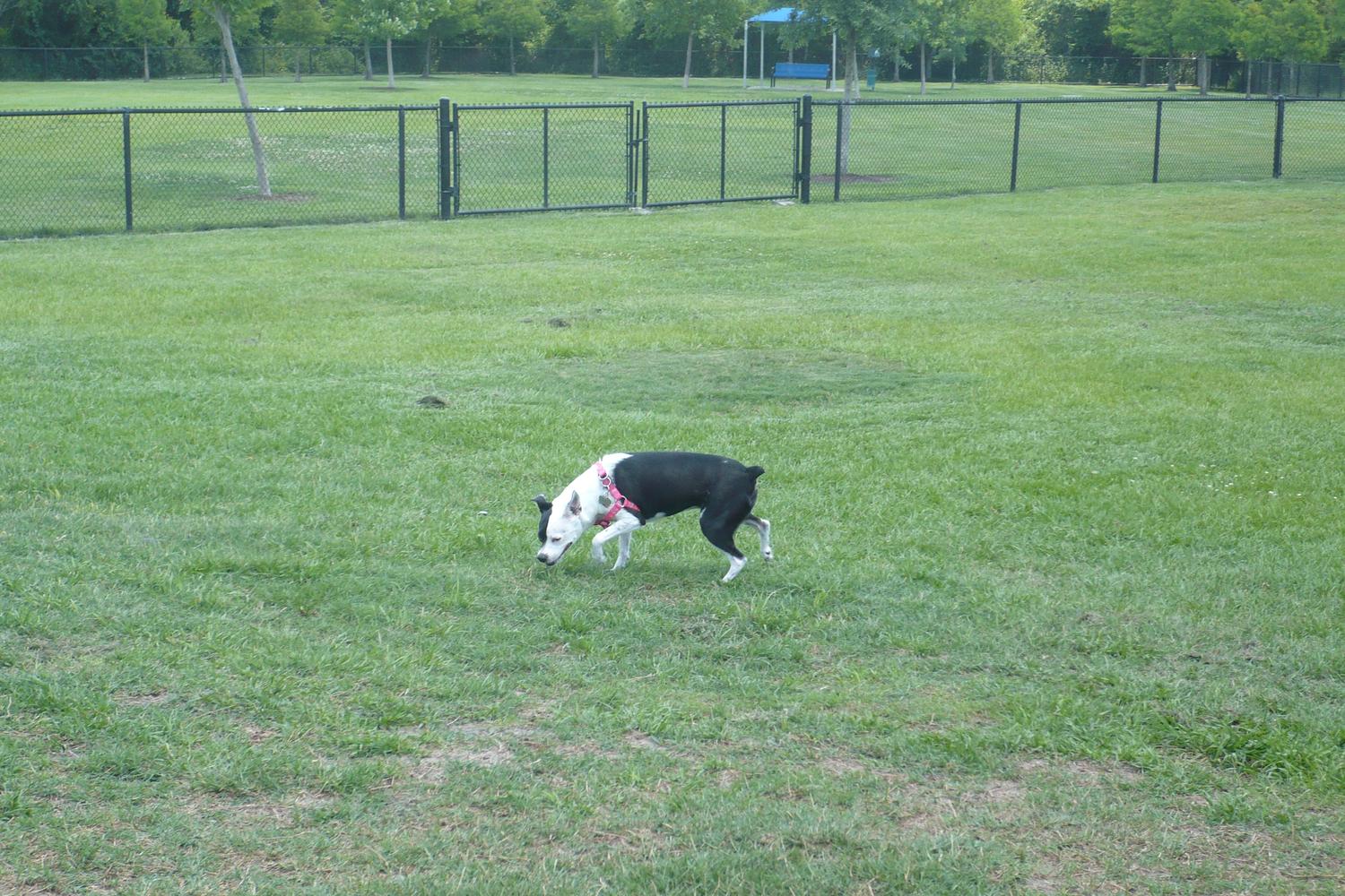Meadow Woods dog park 9