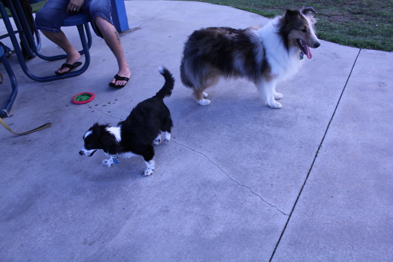 Meadow Woods dog park 5