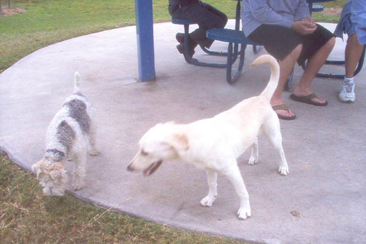 Meadow Woods dog park 1