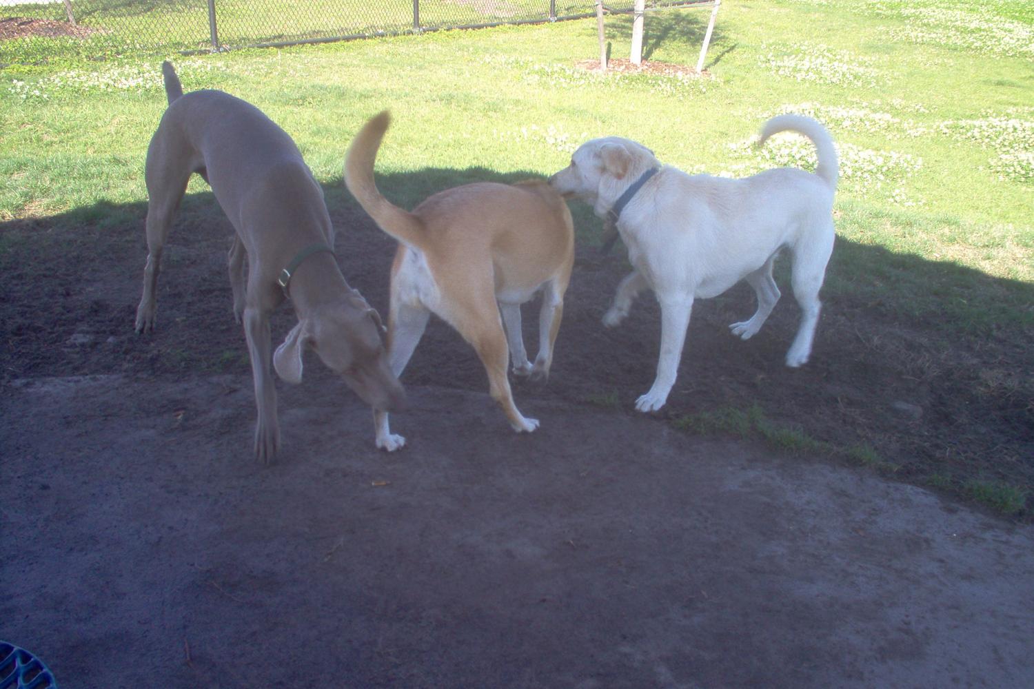 Meadow Woods dog park 0