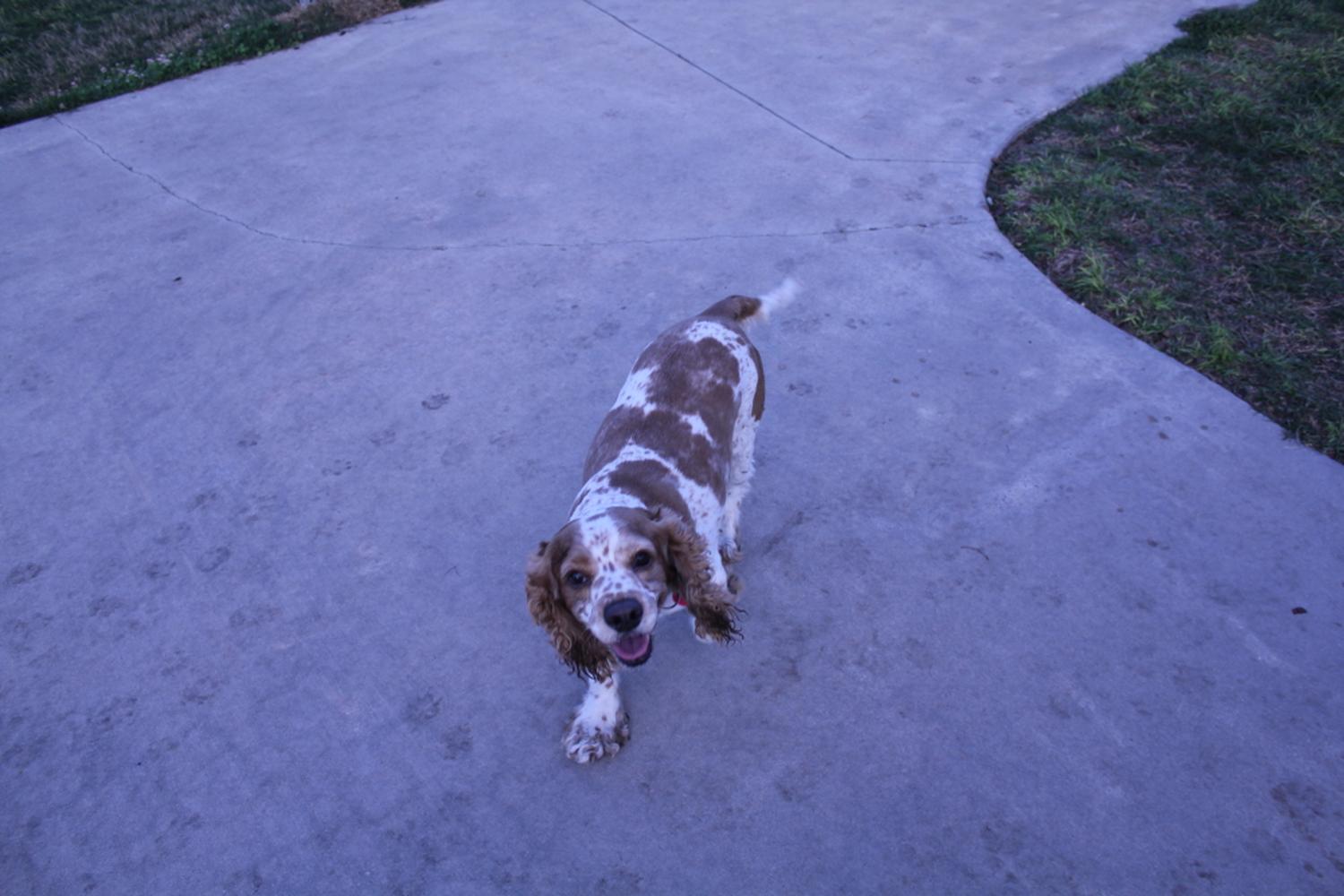 Meadow Woods dog park 3