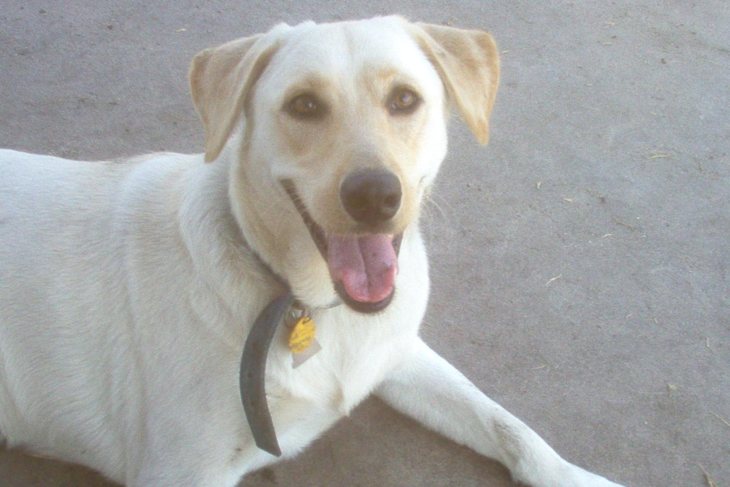 Meadow Woods dog park 2