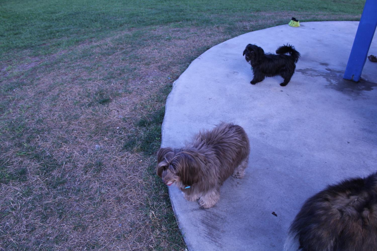 Meadow Woods dog park 6