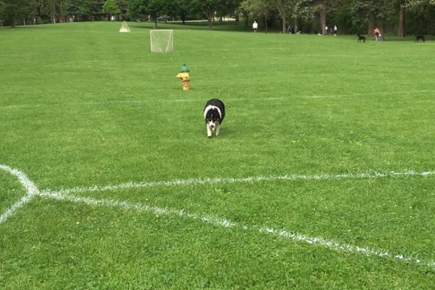 Katherine Legge Memorial Lodge Dog Park 4