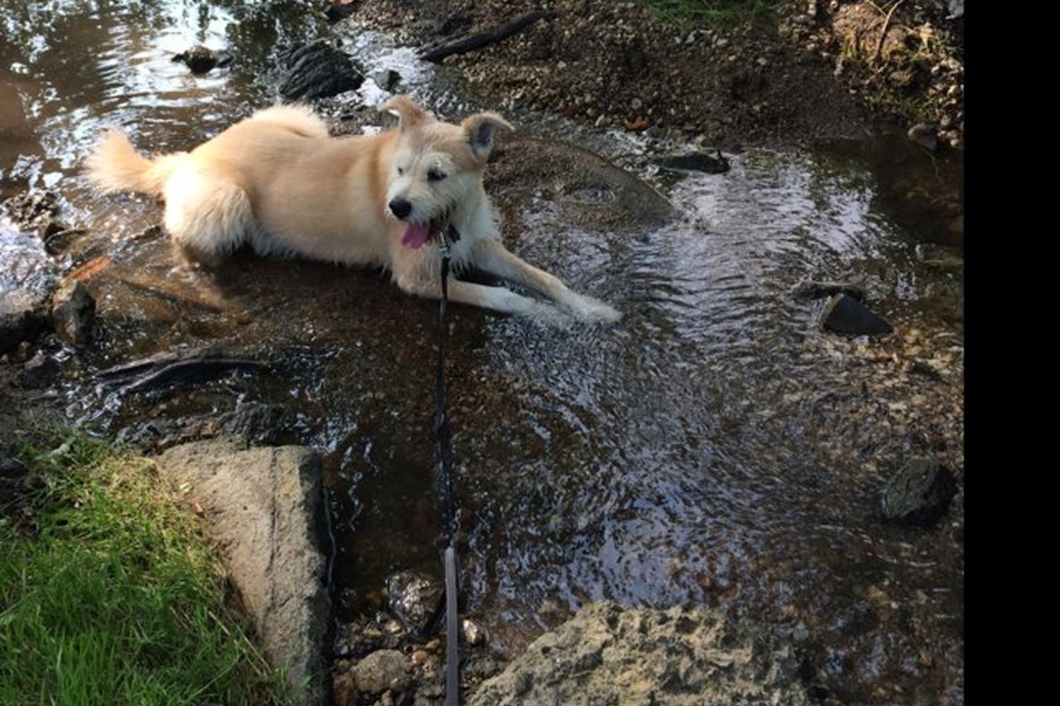 Katherine Legge Memorial Lodge Dog Park 3