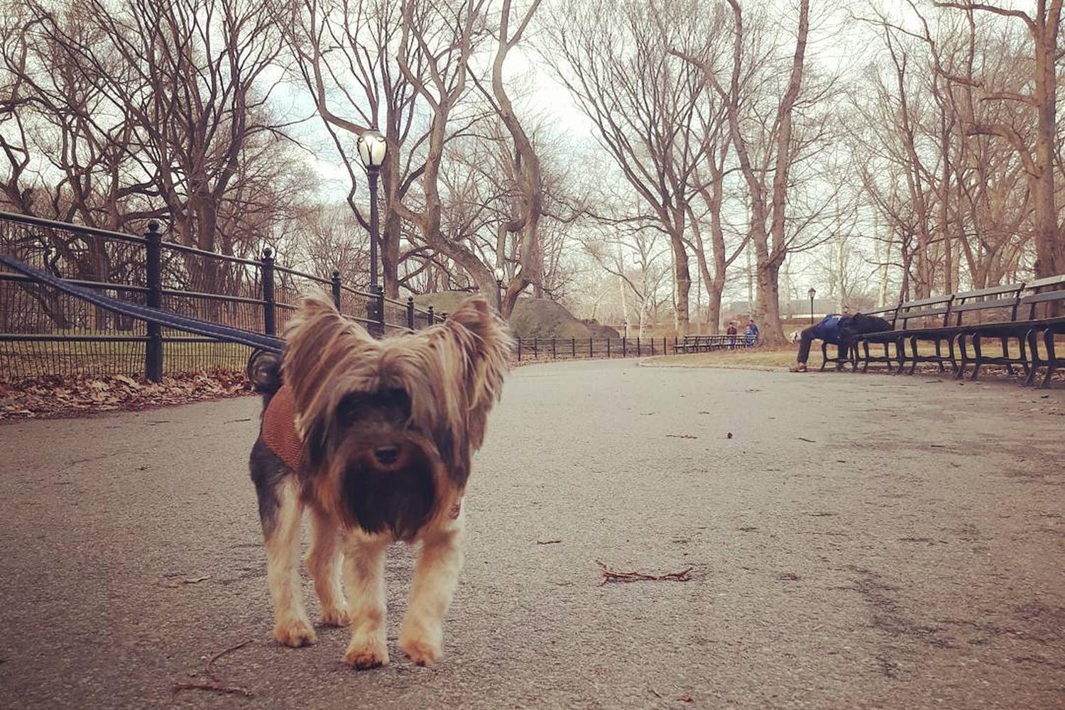 Central Park 6