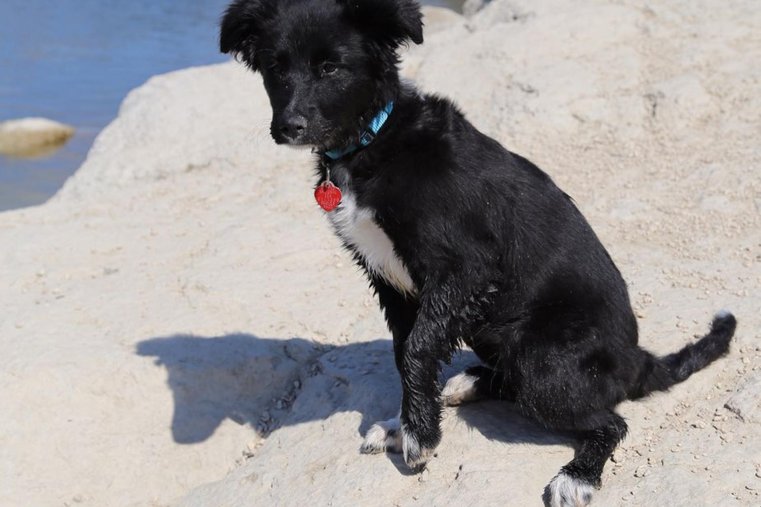 Tom Slick Dog Park 8