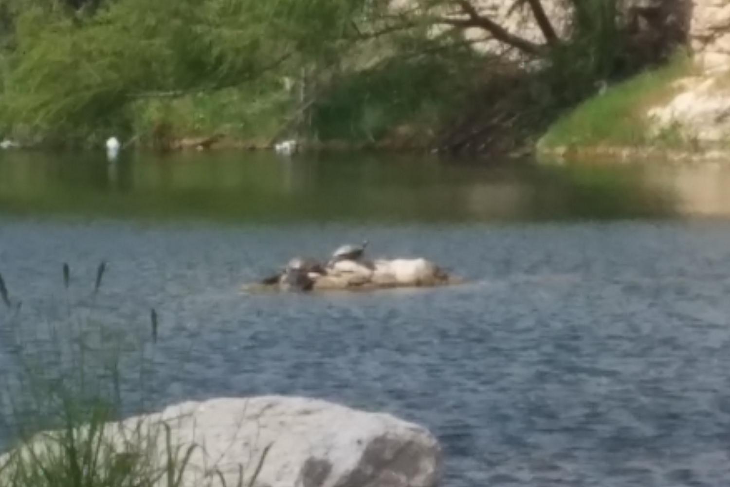Tom Slick Dog Park 6