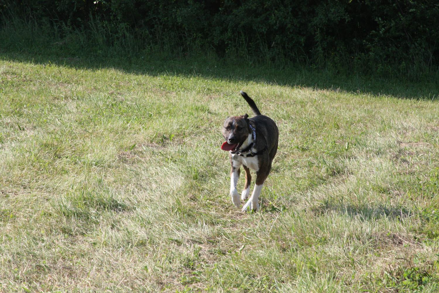 Jamesville Beach Off-leash Dog Park 0