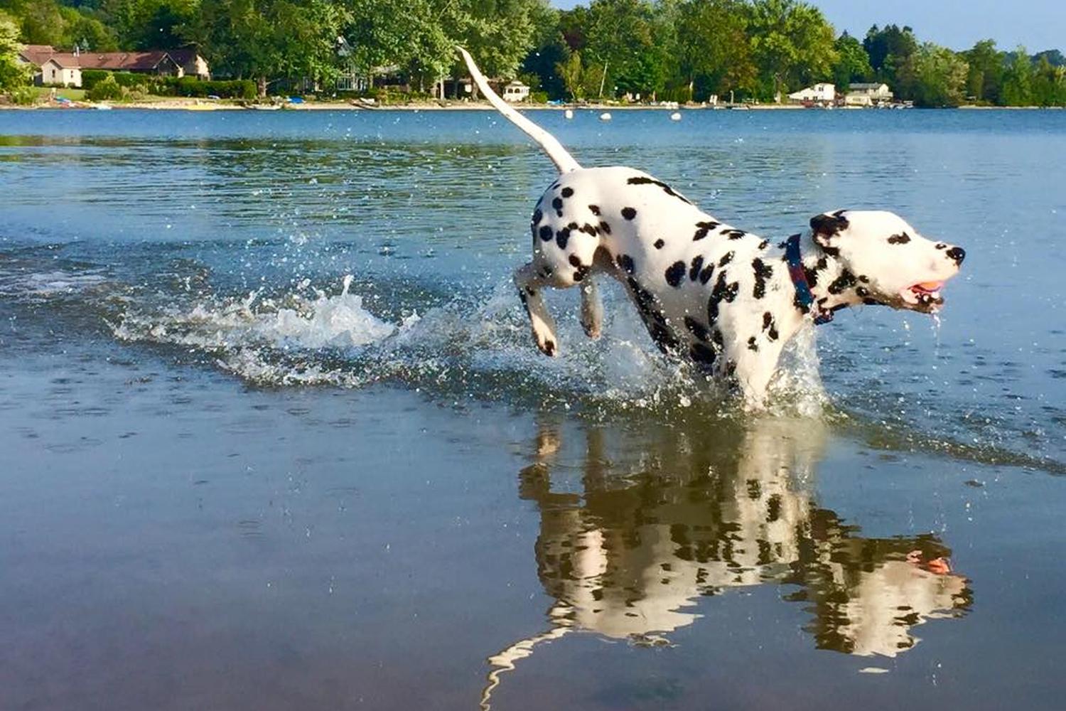 Jamesville Beach Off-leash Dog Park 2