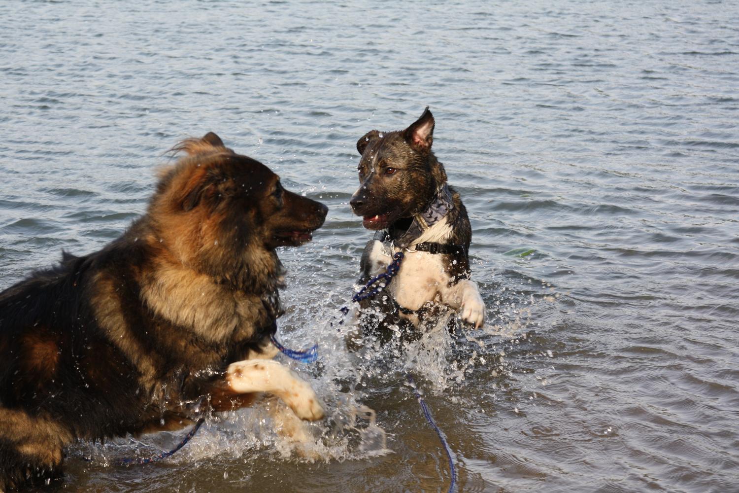 Jamesville Beach Off-leash Dog Park 1