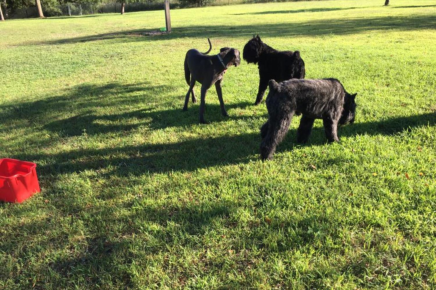 Prairie View Dog Park 4