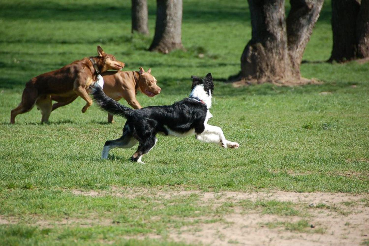 Prairie View Dog Park 5