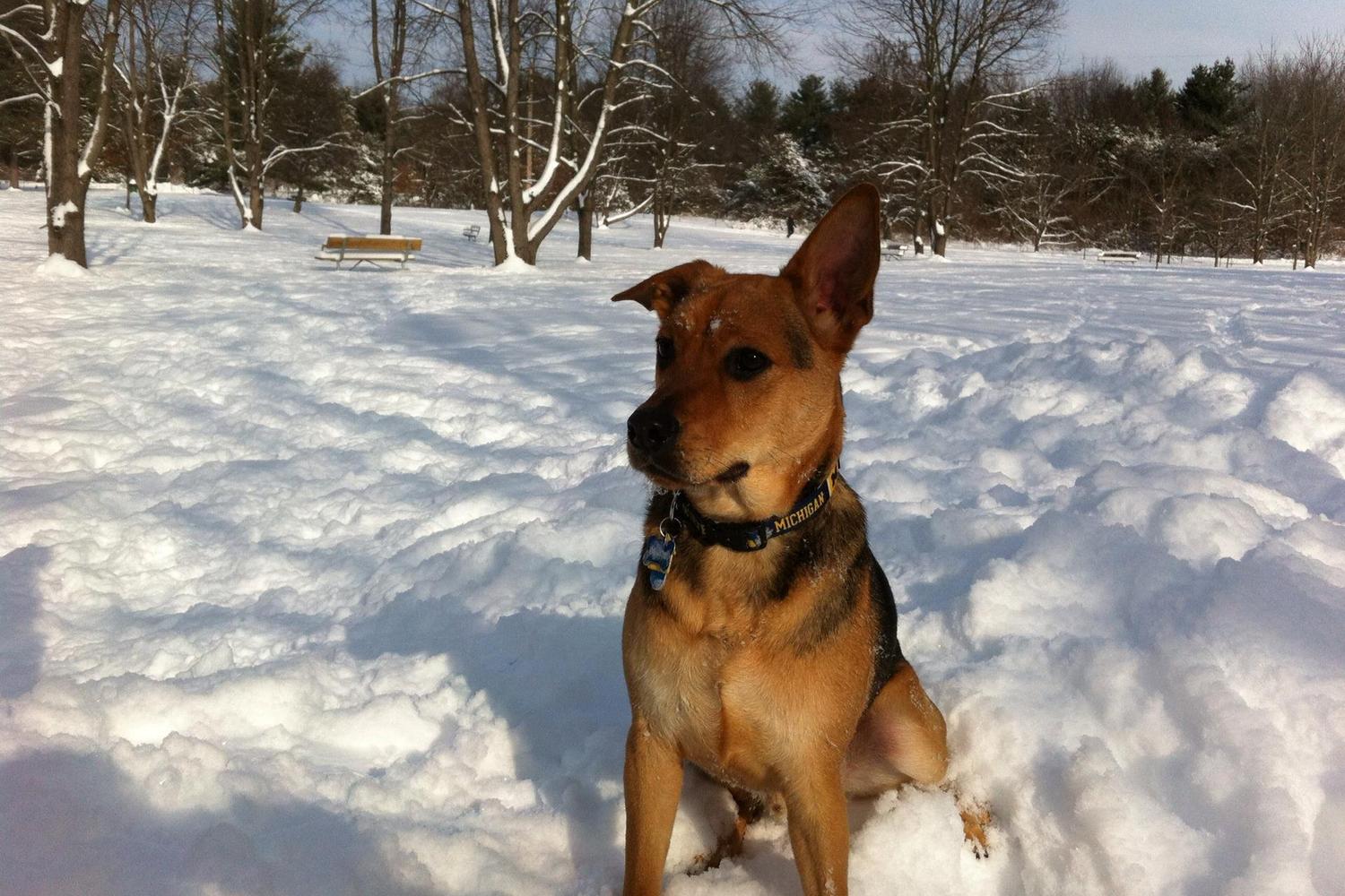 Prairie View Dog Park 3