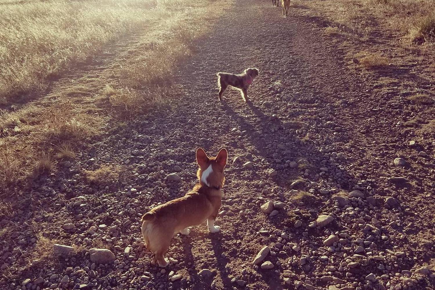 Westminster Hills Off Leash Dog Park 7