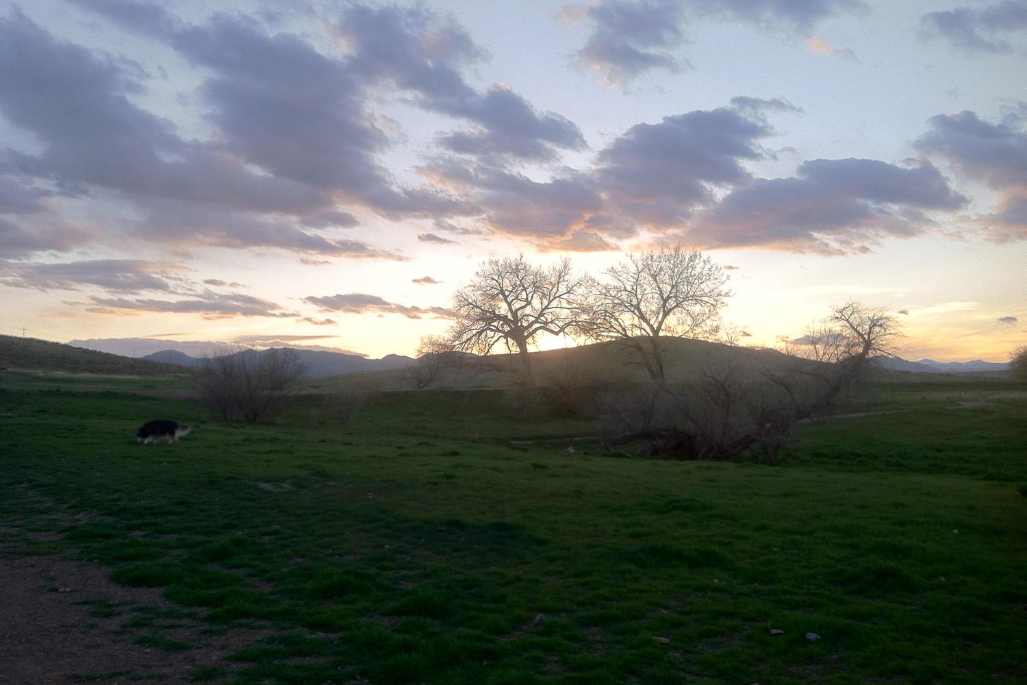 Westminster Hills Off Leash Dog Park 5