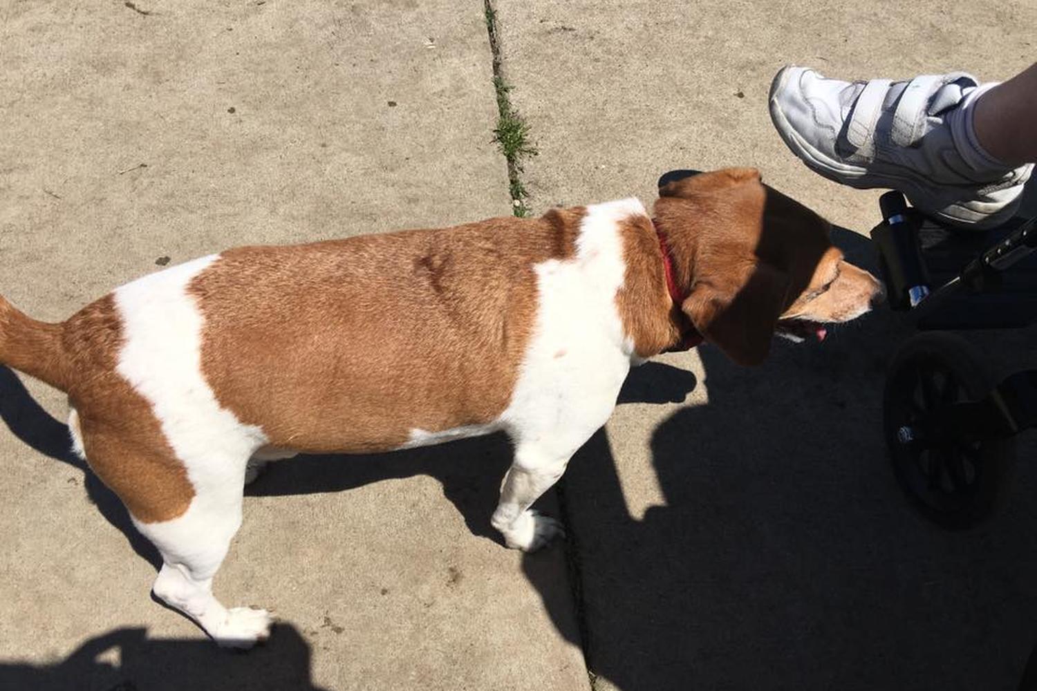 Montgomery County Bark Park 2