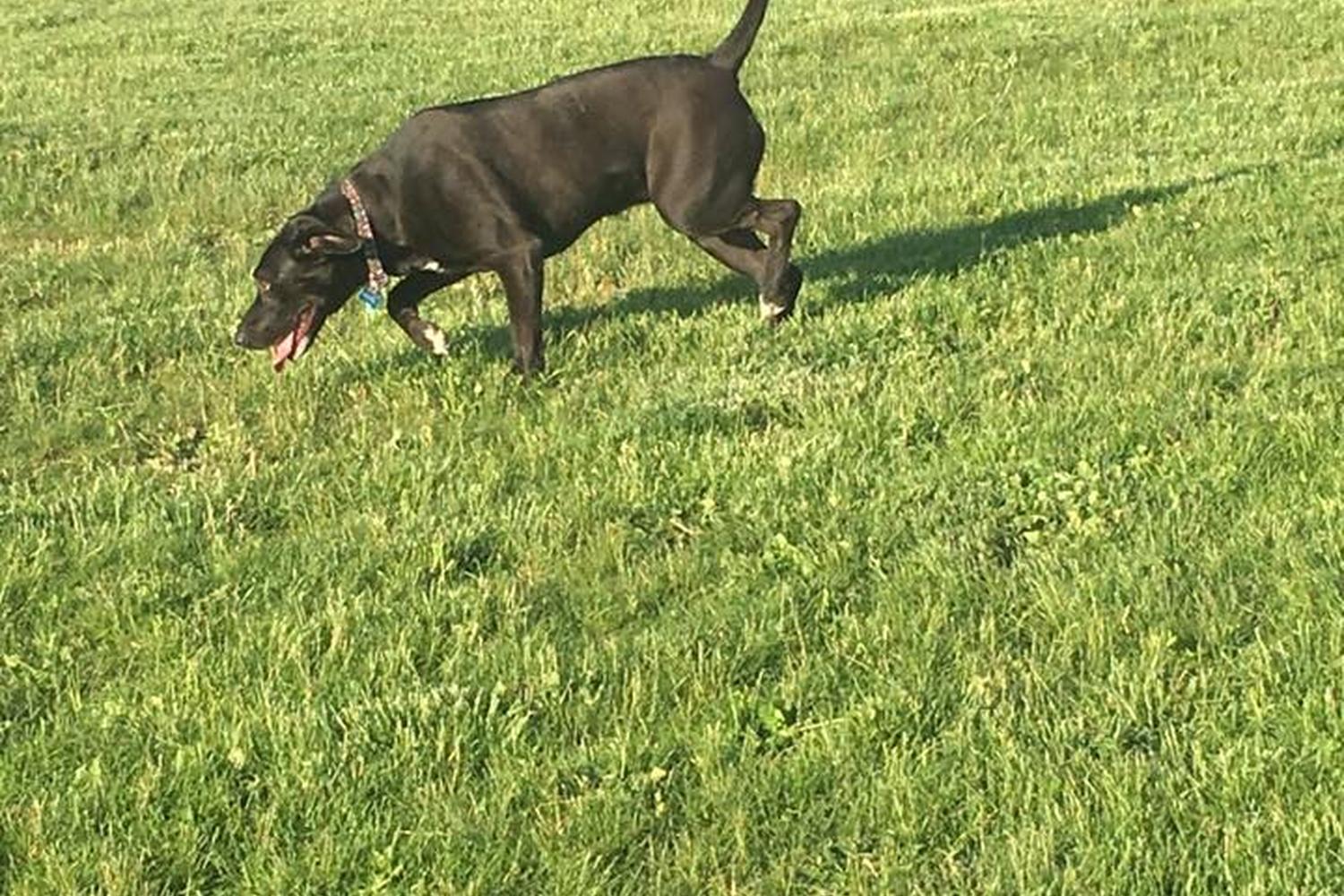 Montgomery County Bark Park 1