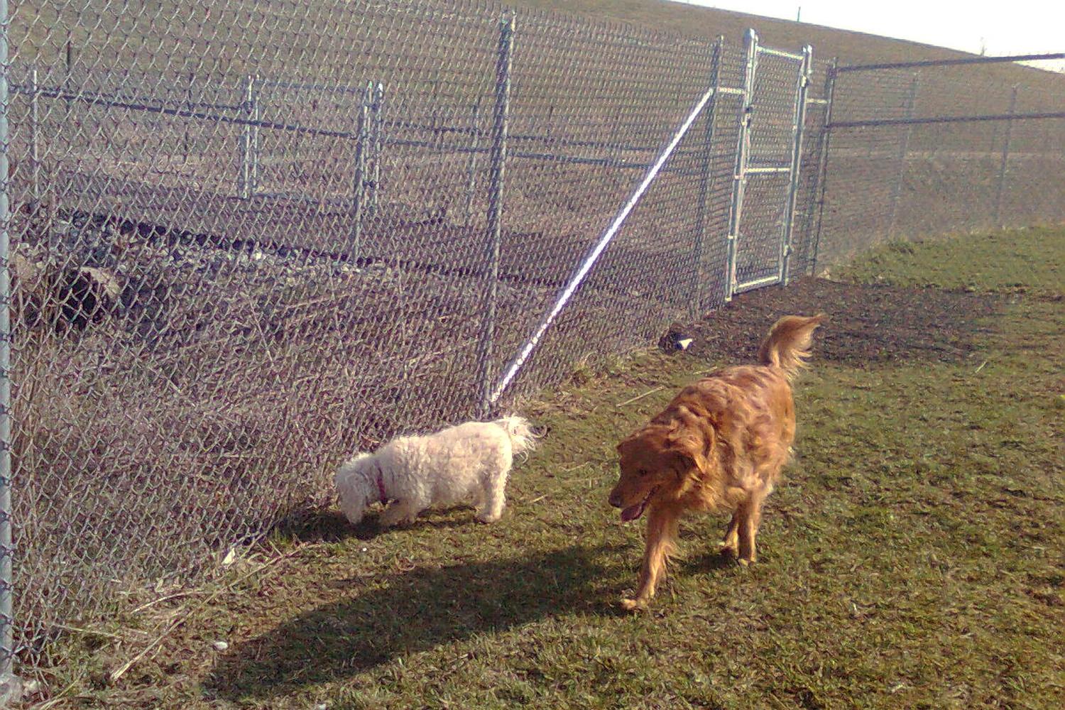 Montgomery County Bark Park 6